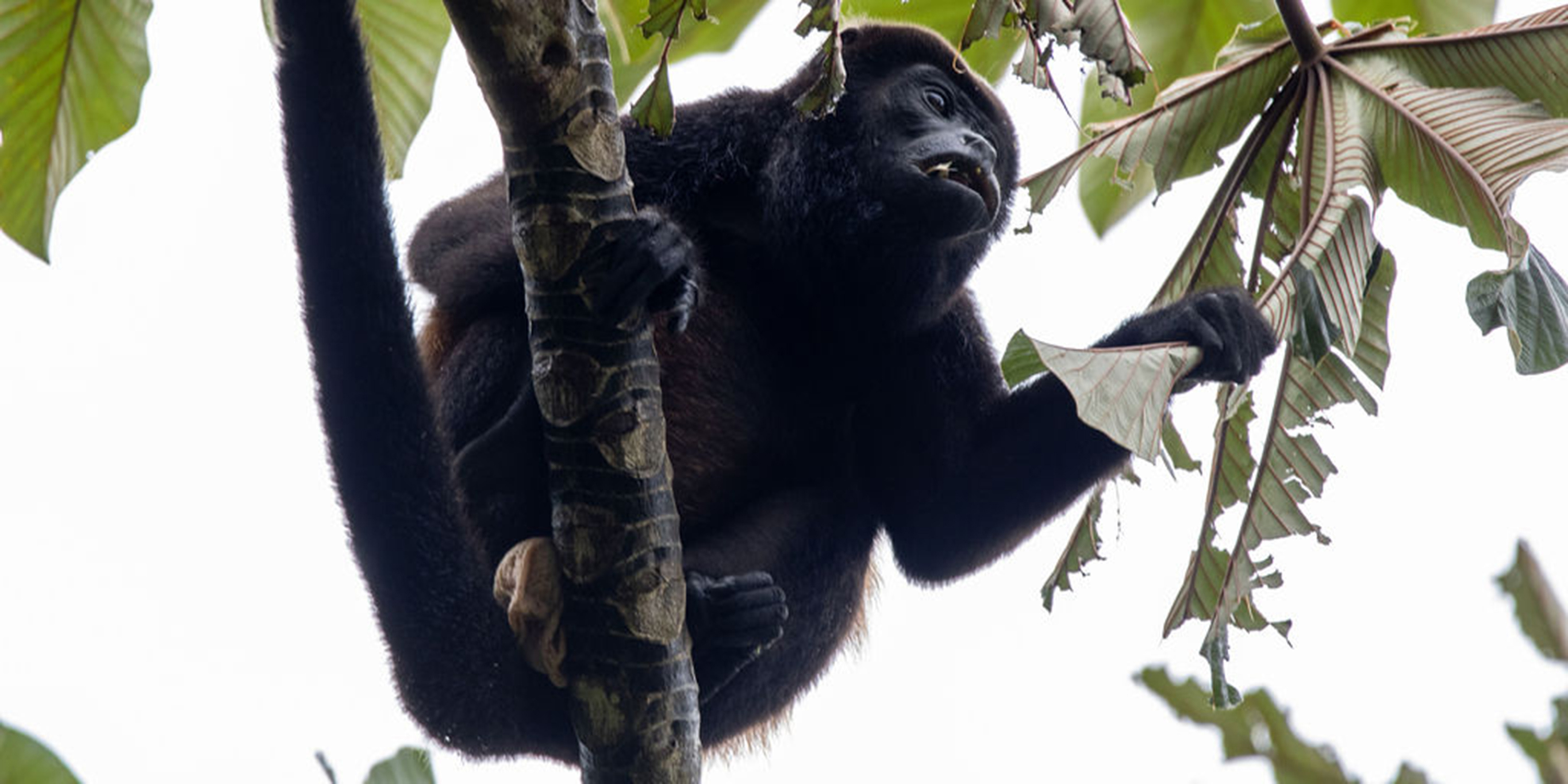 Species Spotlight: Howler Monkeys of Chachagua Rainforest